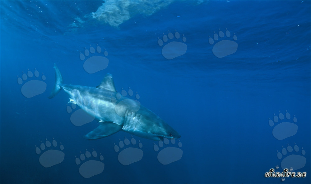 Elegant Great White Shark discovers a fascinating object