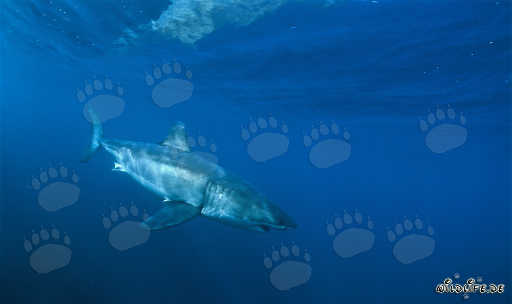 Requin blanc élégant découvre un objet fascinant