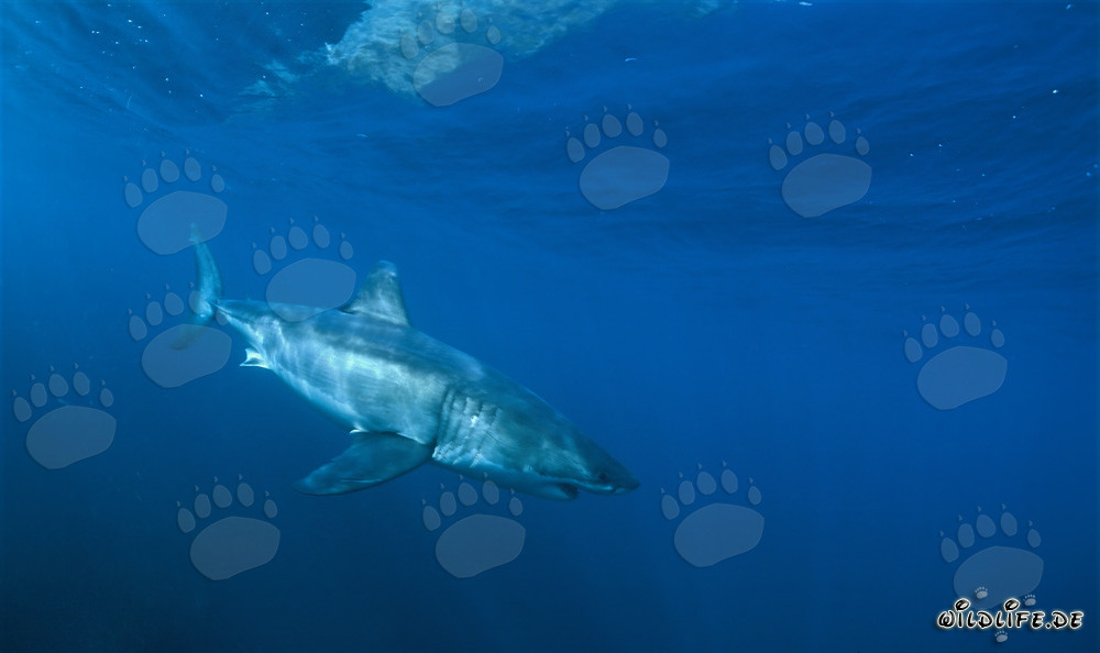 Elegante tiburón blanco descubre un objeto fascinante