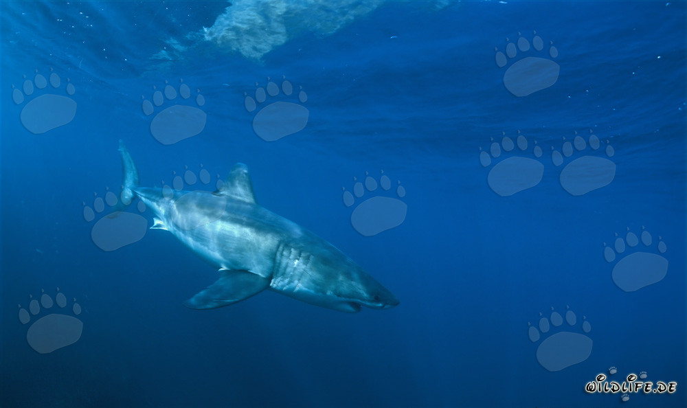Eleganter Weißer Hai entdeckt ein faszinierendes Objekt