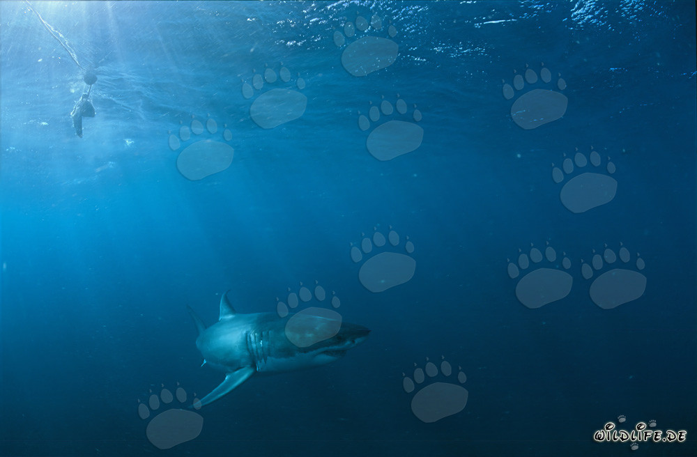 Gran tiburón blanco cazando cerca de Geyser Rock