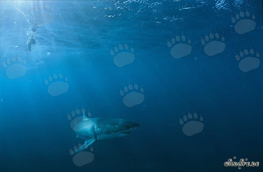 Grand requin blanc à la chasse près de Geyser Rock