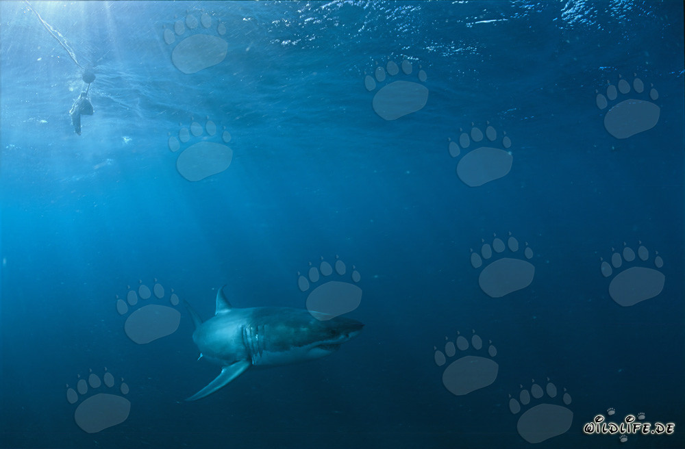 Great White Shark (Carcharodon carcharias) Hunting for Prey near Geyser Rock