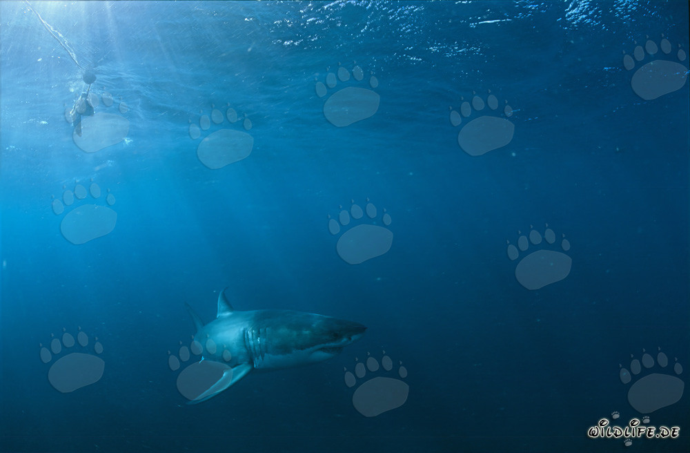 Großer Weißer Hai auf der Jagd nach Beute in der Nähe von Geyser Rock