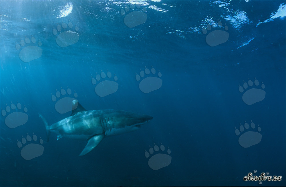 Grand requin blanc près de Gansbaai, Afrique du Sud