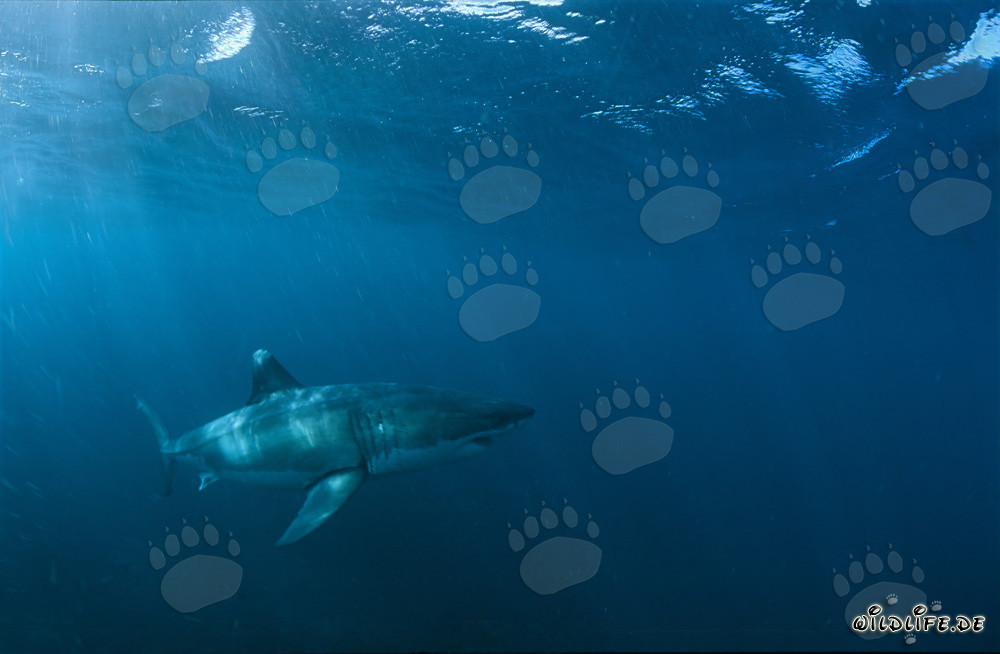 Gran tiburón blanco cerca de Gansbaai, Sudáfrica