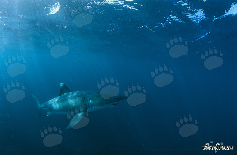 Majestic Great White Shark near Gansbaai, South Africa