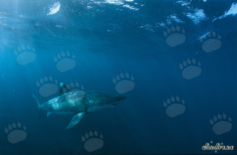 Maestoso squalo bianco vicino a Gansbaai, Sudafrica