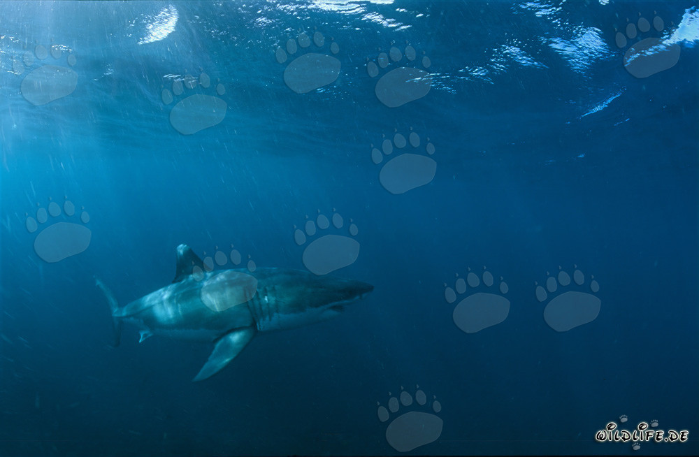Majestätischer Weißer Hai in der Nähe von Gansbaai, Südafrika