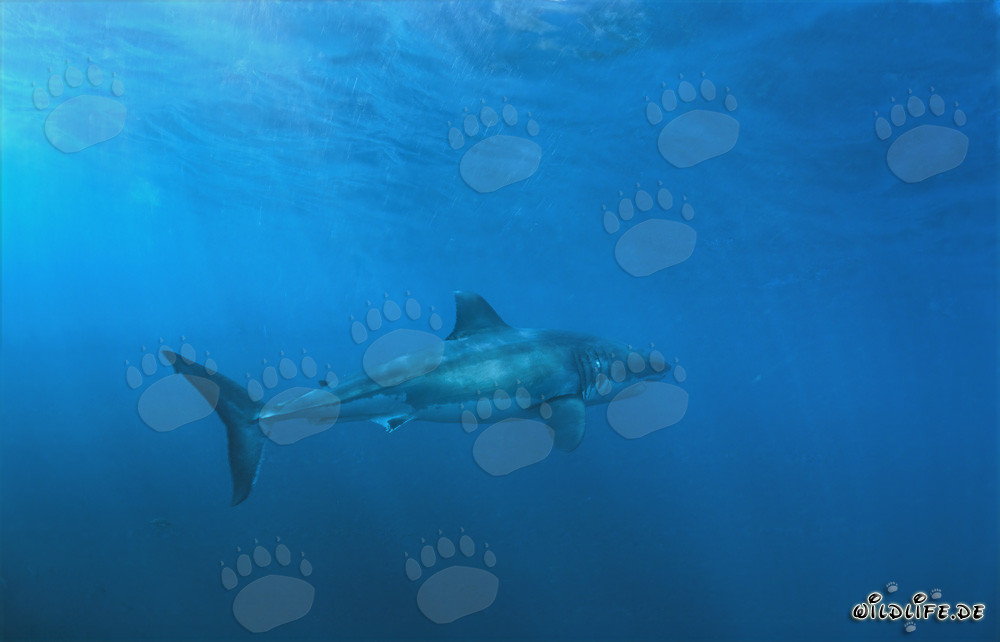 Majestuoso Gran Tiburón Blanco frente a la Isla Dyer