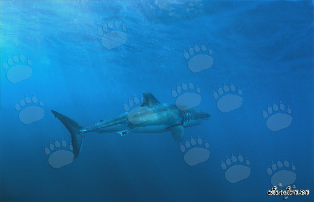Grand requin blanc majestueux devant l'île Dyer