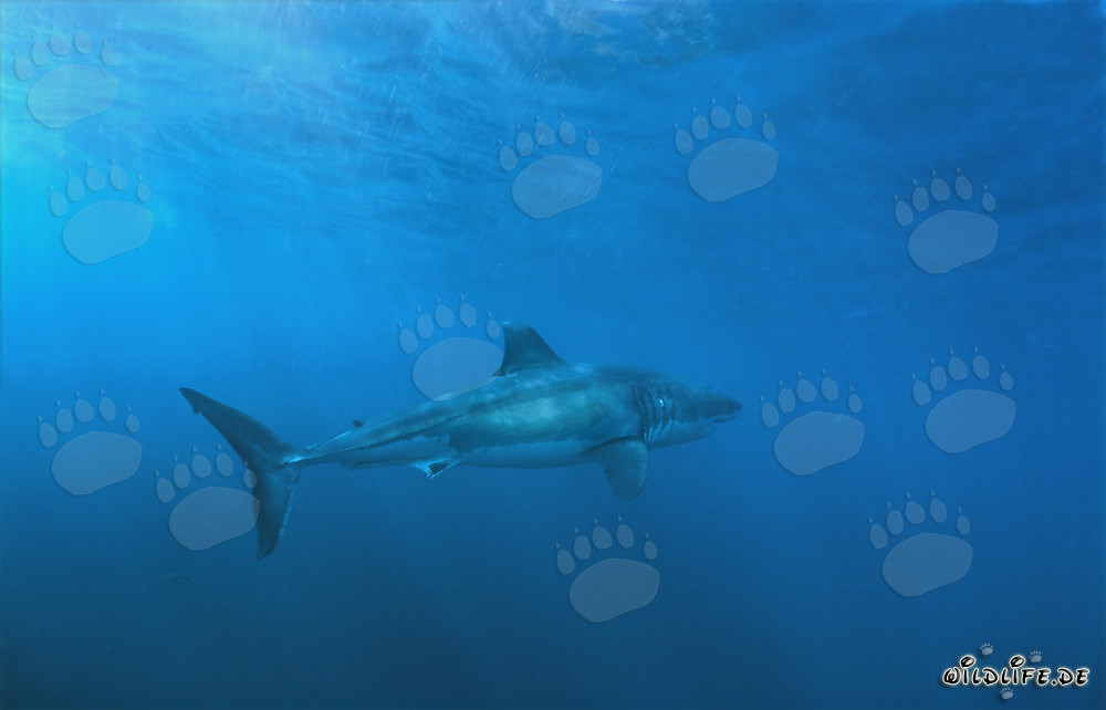 Majestätischer Großer Weißer Hai vor Dyer Island