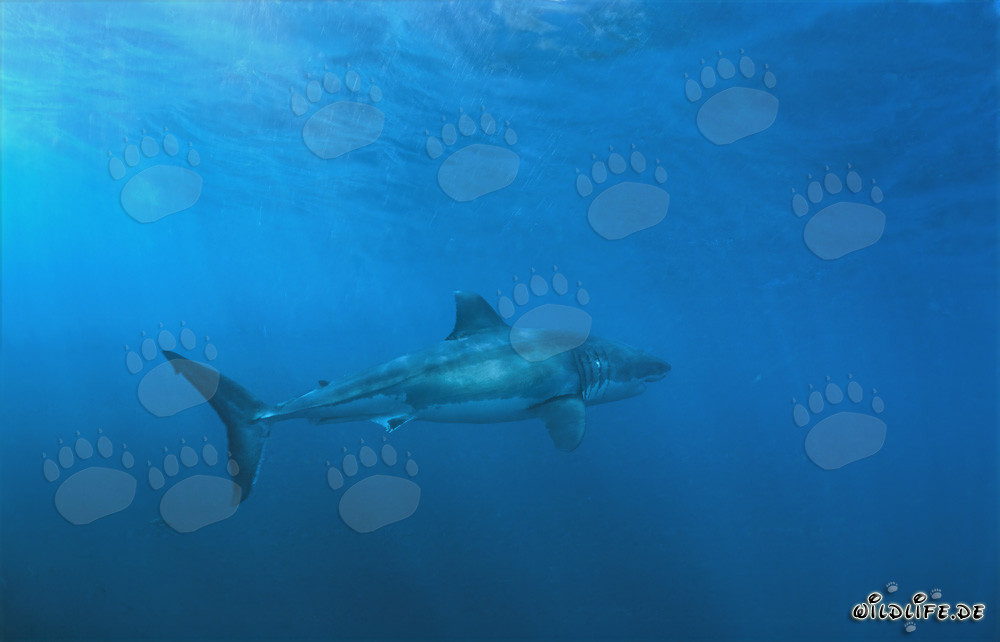 Majestic Great White Shark near Dyer Island
