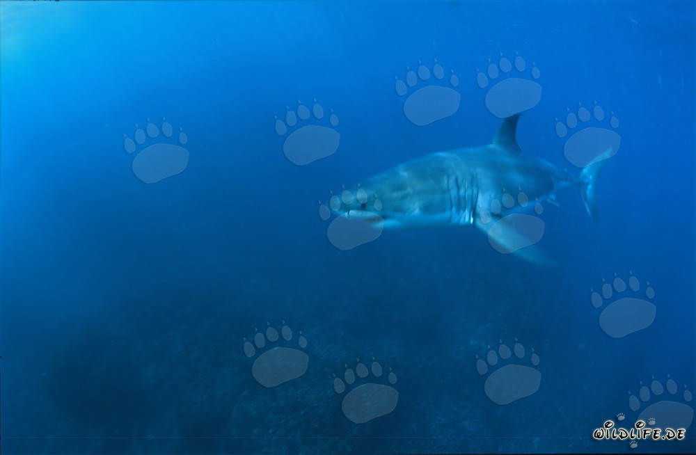 Grand requin blanc dans les eaux au large de l'Afrique du Sud