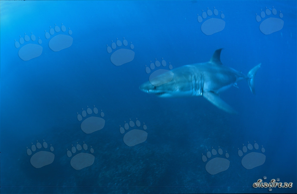 Gran tiburón blanco en las aguas frente a Sudáfrica