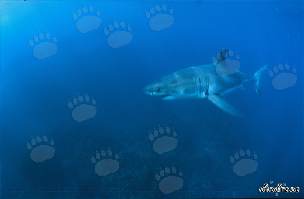 Impressive Great White Shark in the Waters off South Africa
