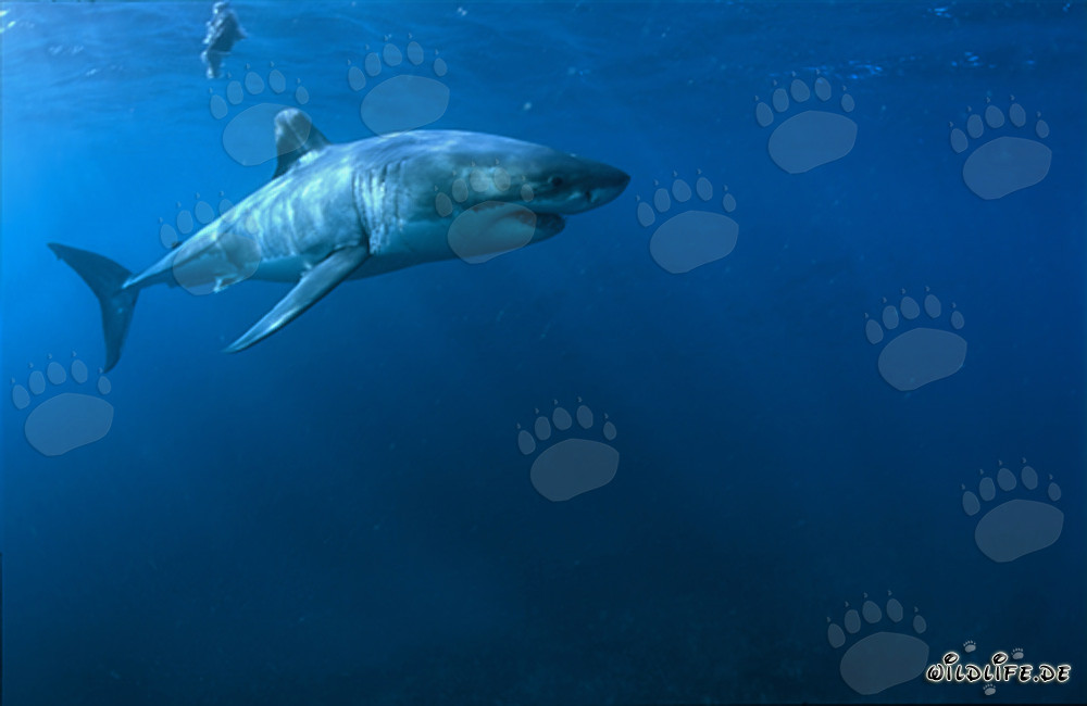 Grand requin blanc (Carcharodon carcharias) majestueux au large des côtes sud-africaines