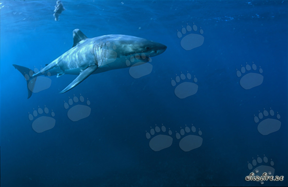 Majestic Great White Shark (Carcharodon carcharias) off the coast of South Africa