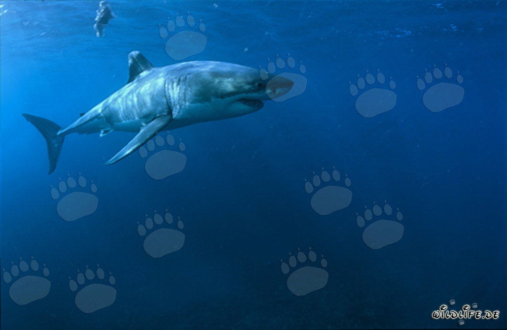 Maestoso squalo bianco (Carcharodon carcharias) al largo delle coste sudafricane