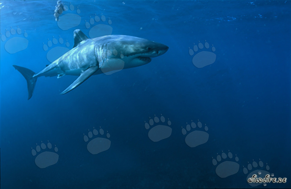 Gran tiburón blanco (Carcharodon carcharias) majestuoso en la costa de Sudáfrica