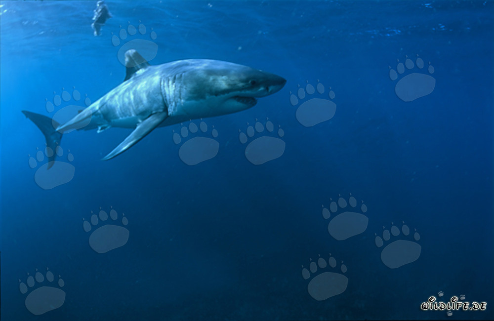 Majestätischer Weißer Hai (Carcharodon carcharias) vor der Küste Südafrikas