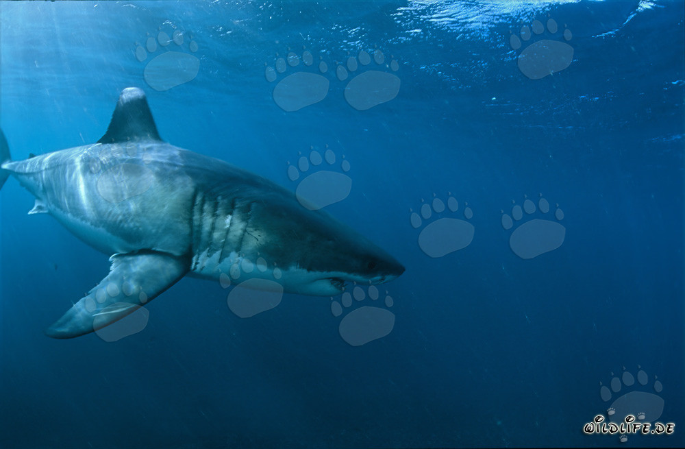 Majestic Great White Shark near Dyer Island