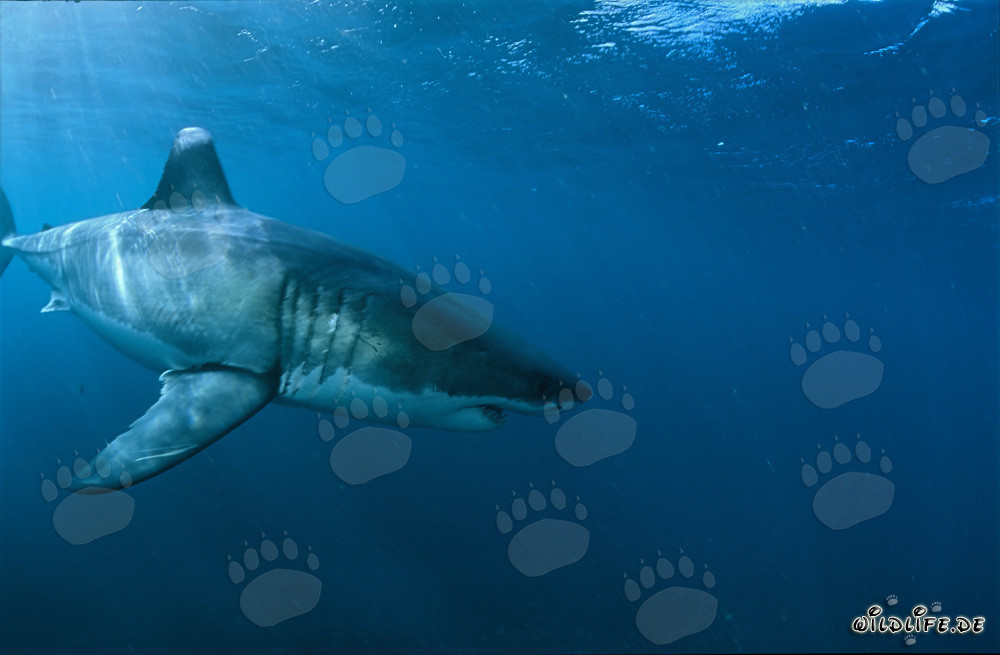 Grand requin blanc majestueux près de l'île de Dyer