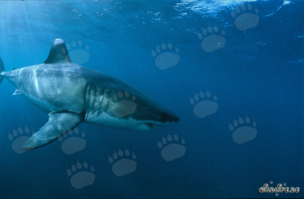 Majestuoso tiburón blanco cerca de la isla Dyer