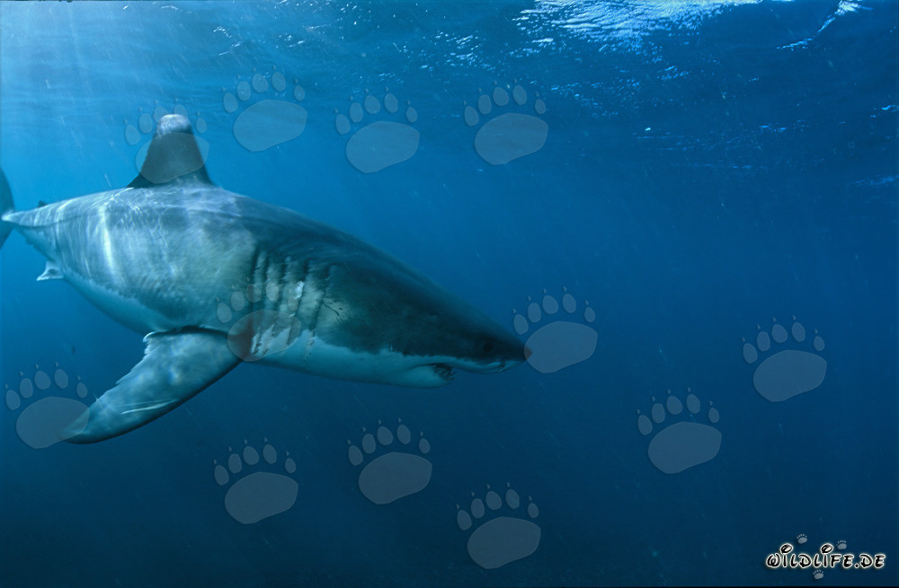 Majestätischer weißer Hai in der Nähe von Dyer Island