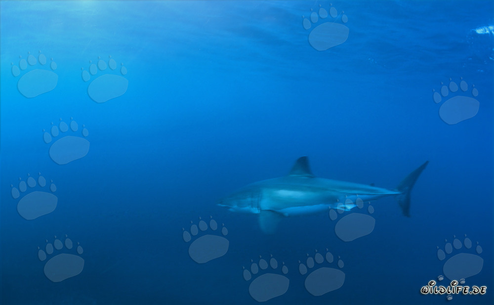 Fascinante Gran Tiburón Blanco frente a la costa de Sudáfrica