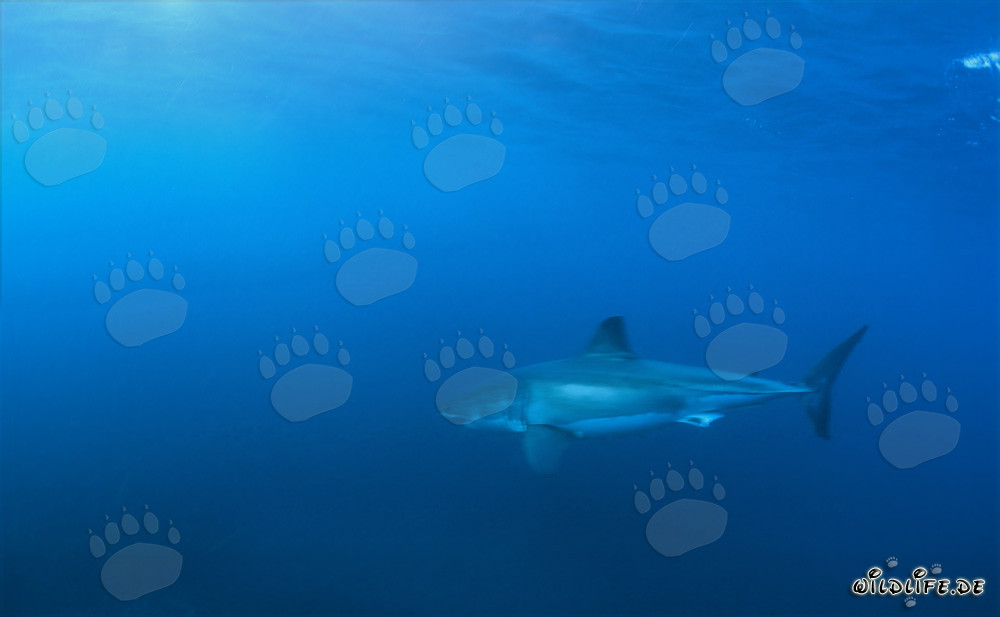 Le fascinant Grand Requin Blanc au large des côtes sud-africaines