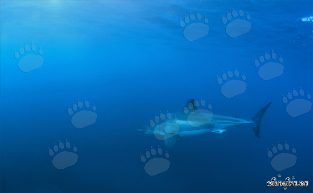 Fascinating Great White Shark off the Coast of South Africa