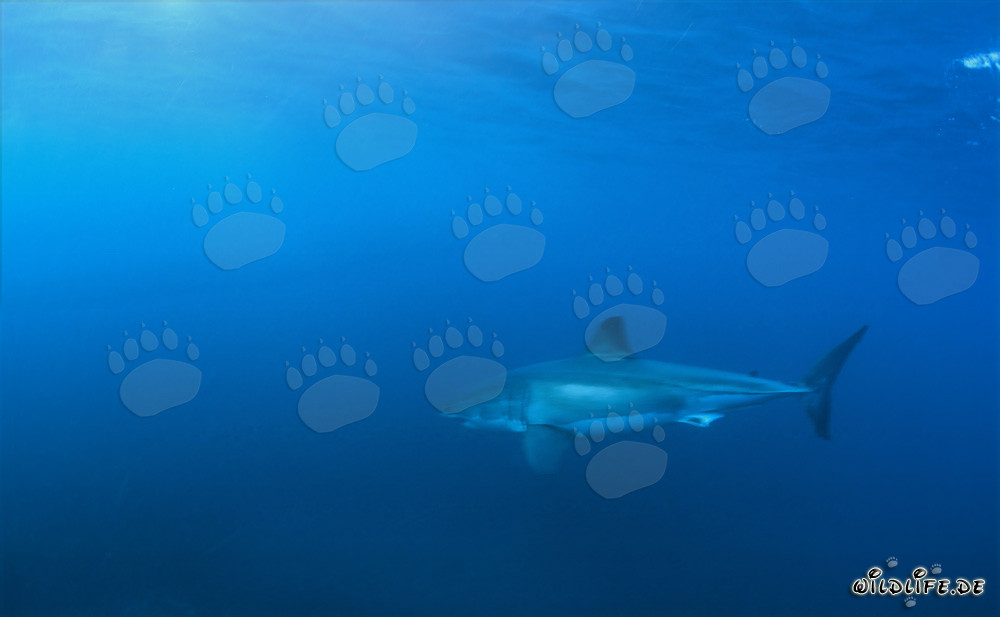 Faszinierender Weißer Hai vor der Küste Südafrikas