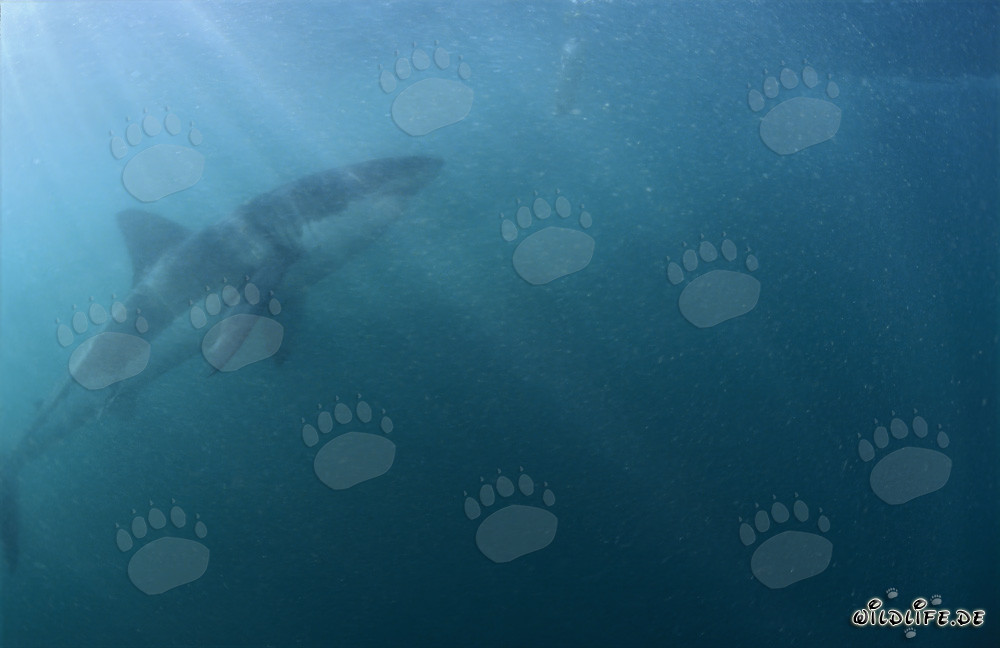 Impresionante Gran Tiburón Blanco bajo una luz misteriosa