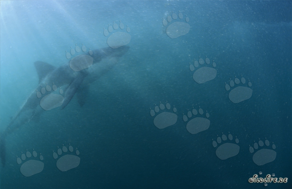 Grand requin blanc impressionnant sous une lumière mystérieuse