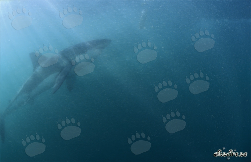 Impressive Great White Shark in mysterious light