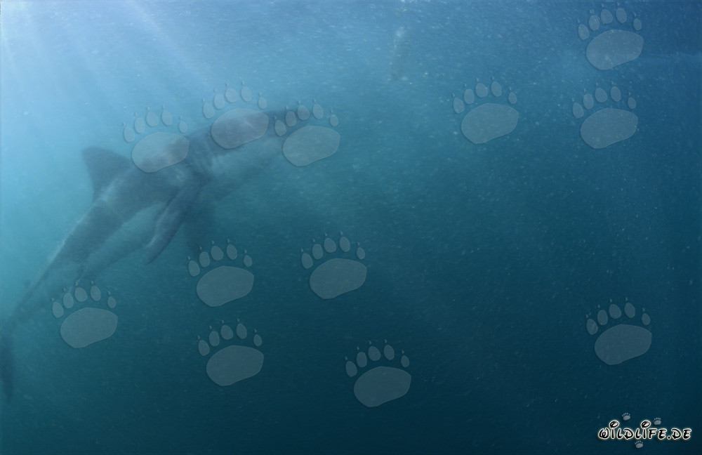 Imposanter Großer Weißer Hai bei geheimnisvollem Licht