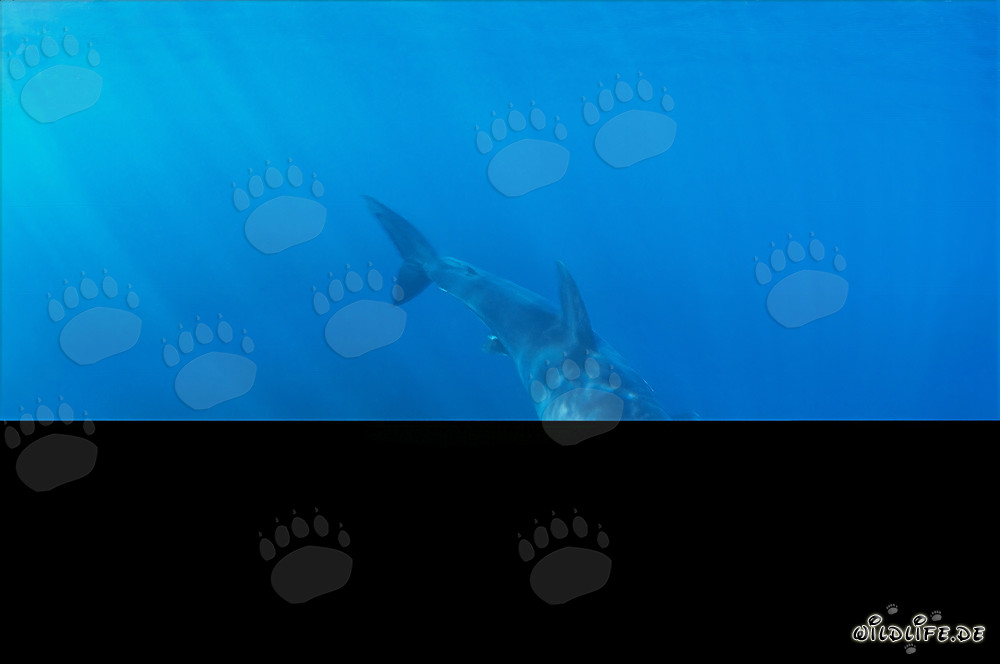 Baby Great White Shark in gleaming light