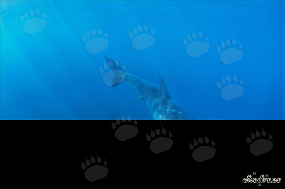 Jeune Requin Blanc sous la lumière éclatante