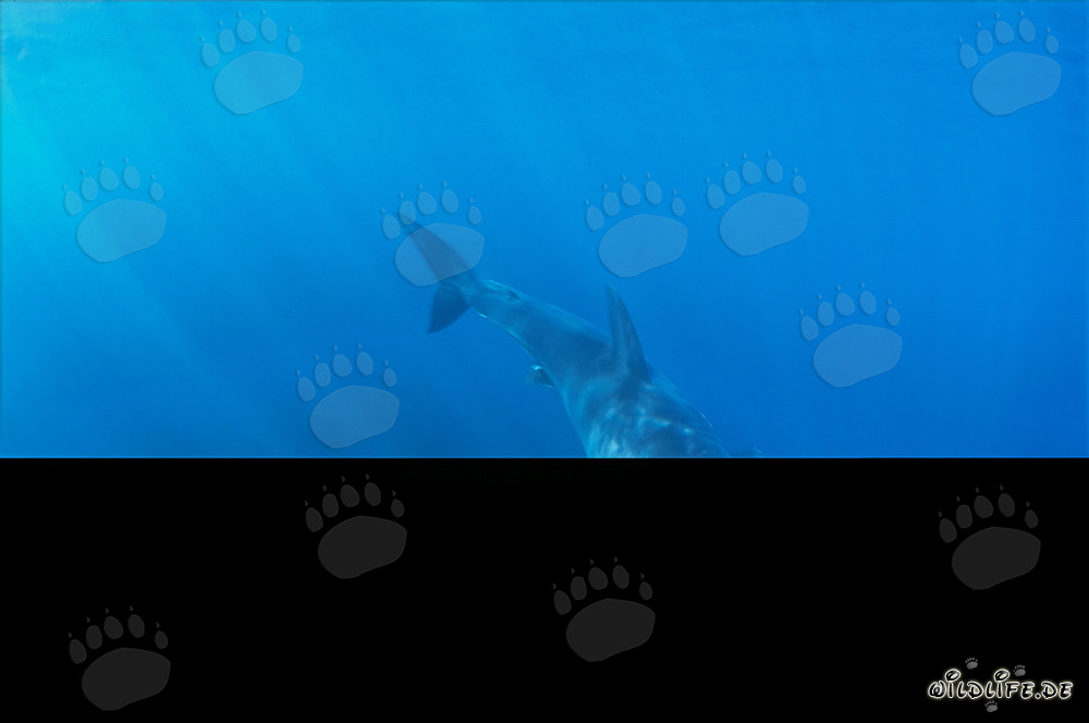 Pequeño Tiburón Blanco bajo la luz brillante