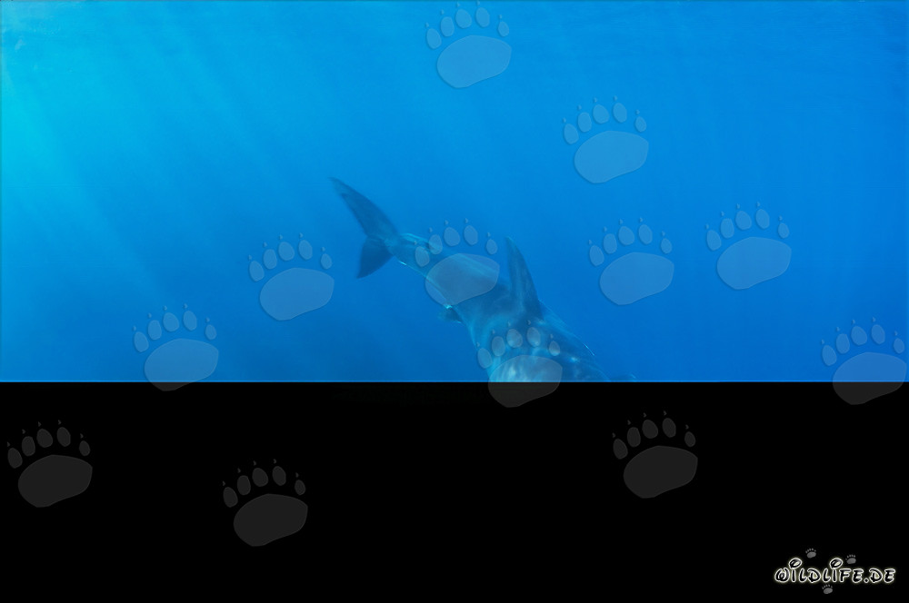 Piccolo Squalo Bianco sotto la luce brillante