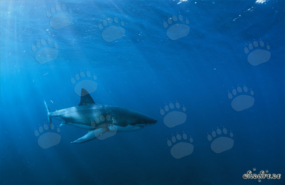 Dans l'élément du Grand Blanc : Requin blanc au large des côtes sud-africaines