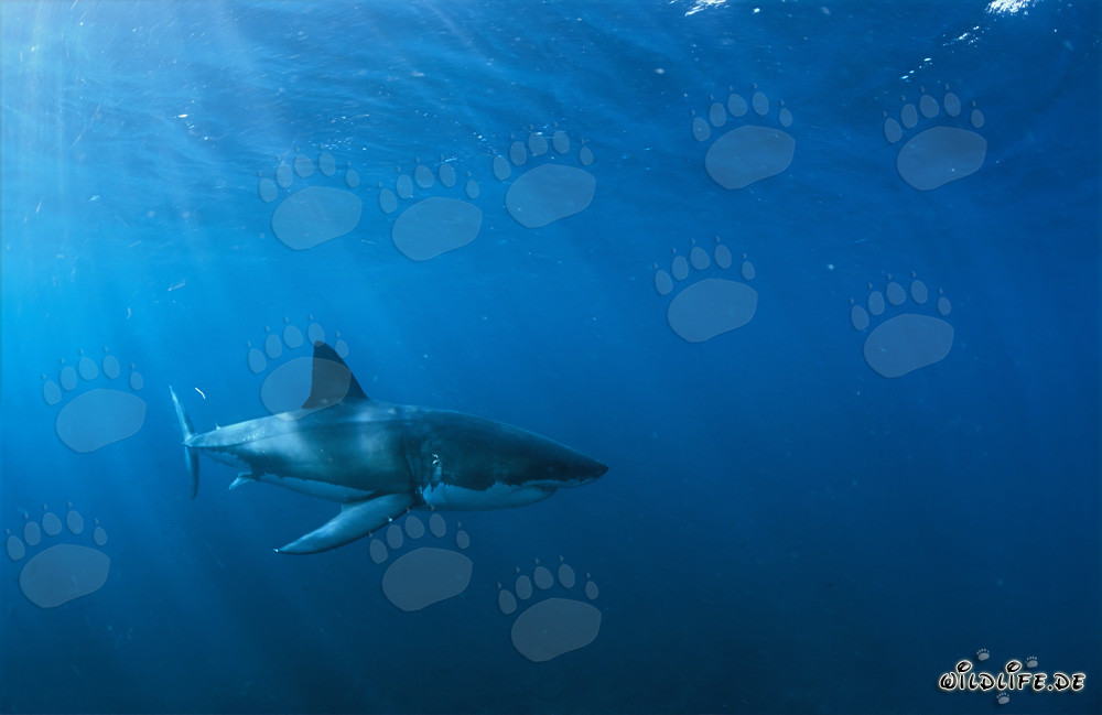 In the Element of the Great White: Great White Shark off the Coast of South Africa