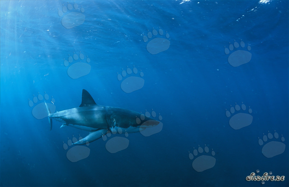 En el elemento del Gran Blanco: Tiburón blanco frente a la costa de Sudáfrica