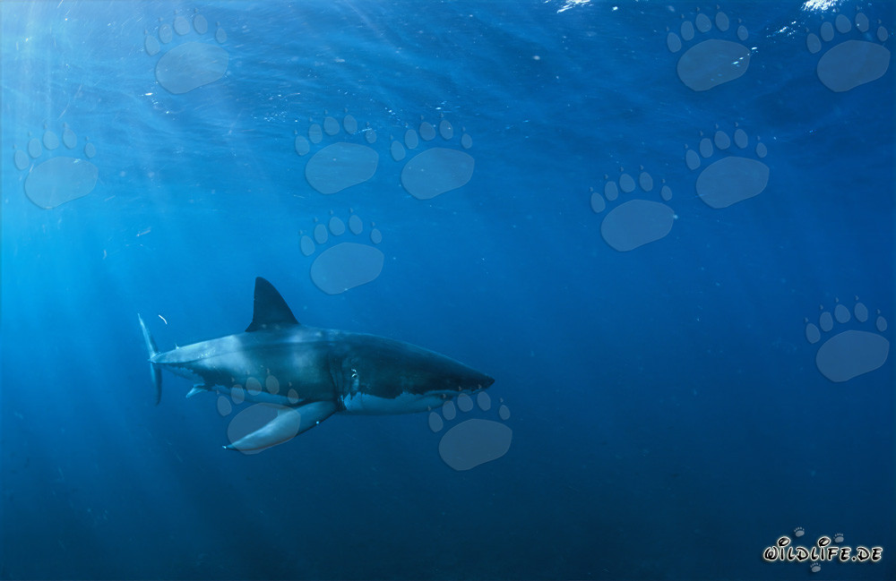 Im Element des Großen Weißen: Weißer Hai vor der Küste Südafrikas