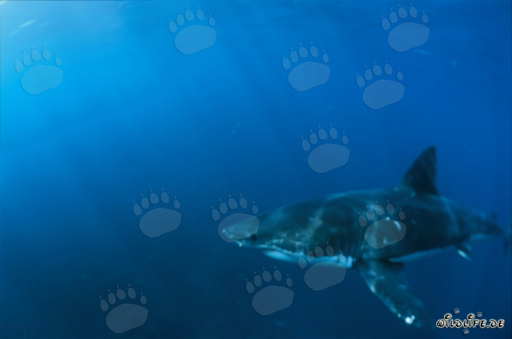 Grand Requin Blanc traversant la mer devant Geyser Rock et Dyer Island