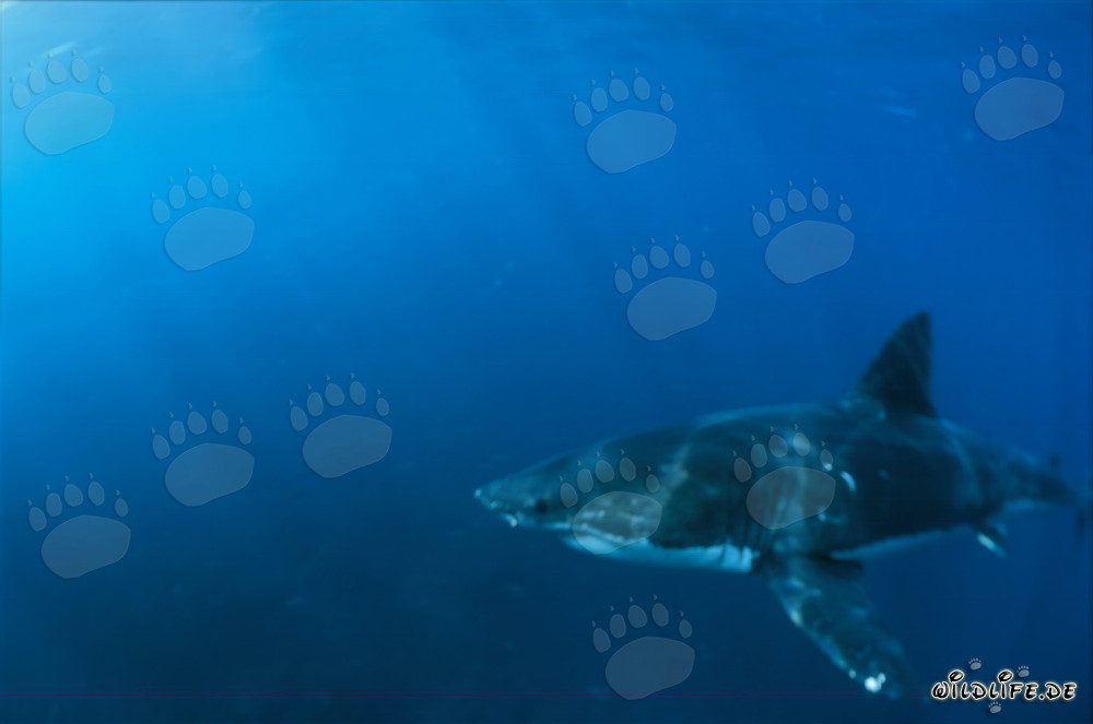 Grande Squalo Bianco attraversa il mare di fronte a Geyser Rock e Dyer Island