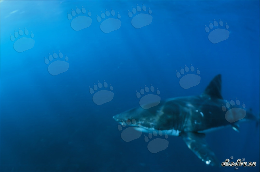 Great White Shark crosses the sea in front of Geyser Rock and Dyer Island