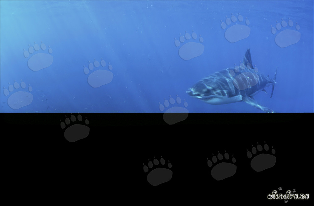 Affascinante giovane Squalo Bianco nelle profondità dell'oceano