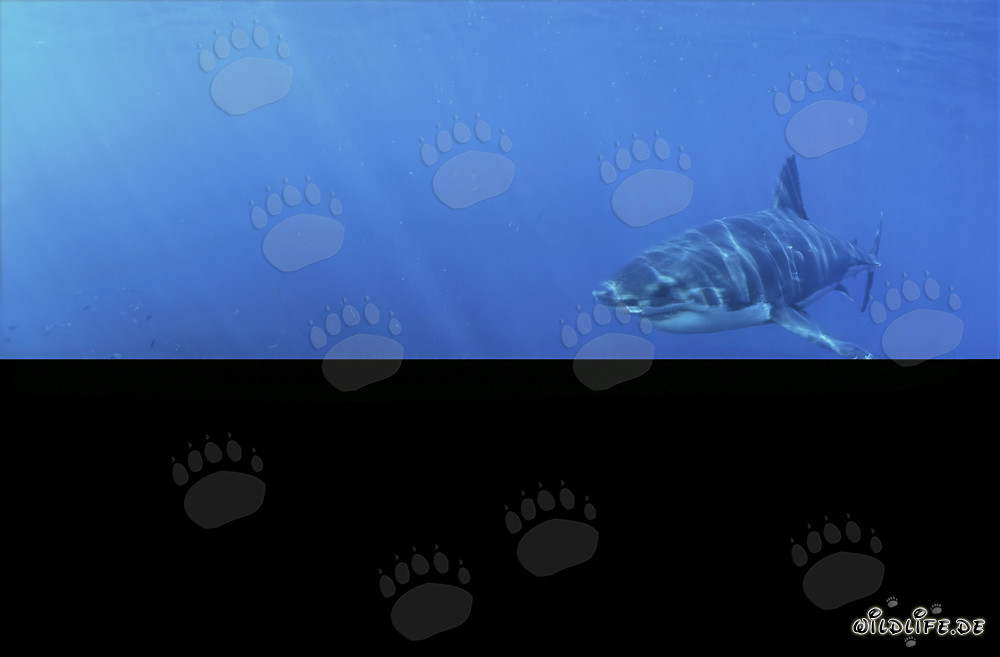 Jeune Grand Requin Blanc fascinant dans les profondeurs de l'océan